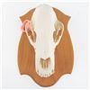 Image 1 : Genuine Kodiak Bear 13" Skull With Tag