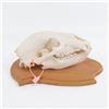 Image 2 : Genuine Kodiak Bear 13" Skull With Tag