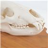 Image 3 : Genuine Kodiak Bear 13" Skull With Tag