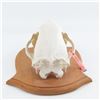 Image 4 : Genuine Kodiak Bear 13" Skull With Tag