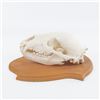 Image 5 : Genuine Kodiak Bear 13" Skull With Tag
