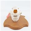 Image 6 : Genuine Kodiak Bear 13" Skull With Tag