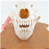 Image 7 : Genuine Kodiak Bear 13" Skull With Tag