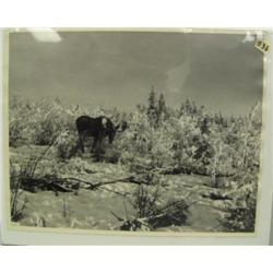 CHOICE on 6 circa 1953: photo of moose in winter (244)