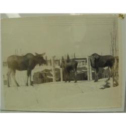 CHOICE on 6 circa 1953: moose family (244)