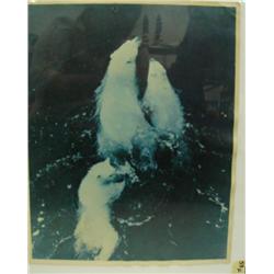 CHOICE on 6 circa 1953: 3 polar bears swimming (244)