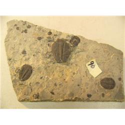 Ancient fossil with three shell specimen 6" x 3" (3)