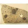 Image 1 : Ancient fossil with three shell specimen 6" x 3" (3)