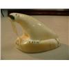Image 2 : 3" ivory walrus, carved in 1960" 725-F (2)