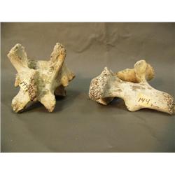 Two whale vertebrae 7" each (3)