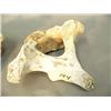 Image 3 : Two whale vertebrae 7" each (3)