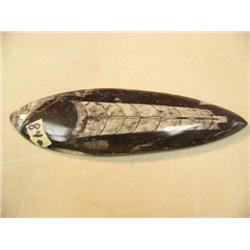 Choice on two: 7" fossils (3)