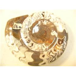 Choice on two 4.5" ancient fossils (3)