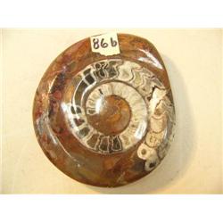 Choice on two 4.5" ancient fossils (3)