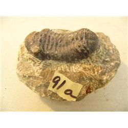 CHOICE ON 9: Ancient fossil, appx 3" long (3)