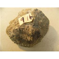 CHOICE ON 9: Ancient fossil, appx 3" long (3)