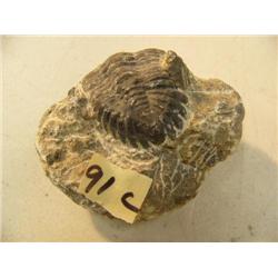 CHOICE ON 9: Ancient fossil, appx 3" long (3)