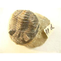CHOICE ON 9: Ancient fossil, appx 3" long (3)