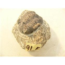 CHOICE ON 9: Ancient fossil, appx 3" long (3)