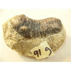 CHOICE ON 9: Ancient fossil, appx 3" long (3)