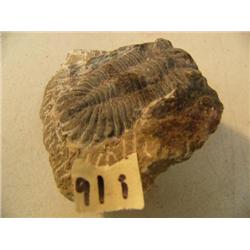 CHOICE ON 9: Ancient fossil, appx 3" long (3)