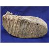 Image 2 : a mastodon tooth(2)