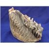Image 3 : a mastodon tooth(2)