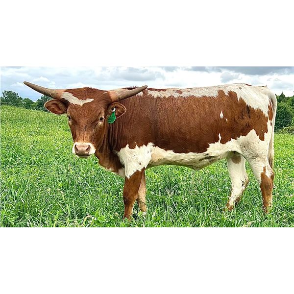 Sub Lot - YR Natural Beauty