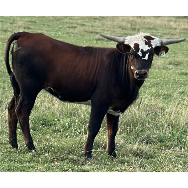 GLR ON ROYAL GROUND GAL