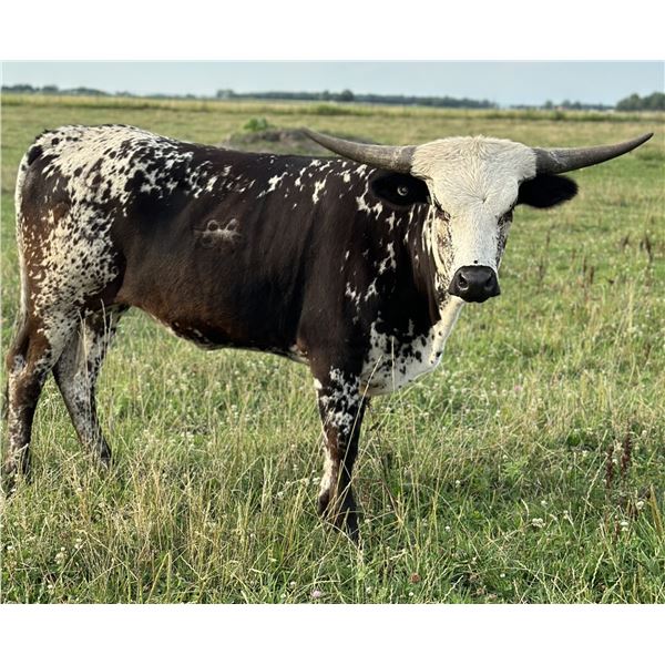 LBR Diamond In The Rough