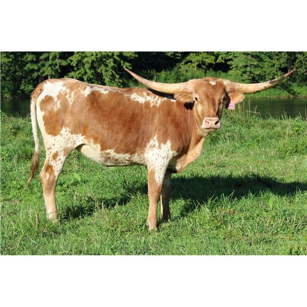 LTL MORNING BRANDY 703