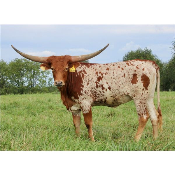 SCRATCH - HL Charlotte