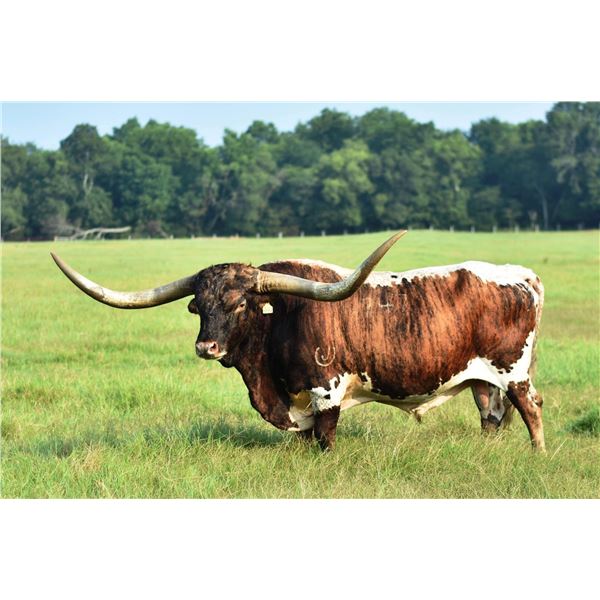 Donation: 5 Conventional Straws of Concealed Weapon