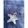 Image 6 : Swarovski South Sea Conch Shell, Starfish & Sea Top Shell