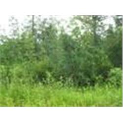 112 Pleasant Dr. Crescent City