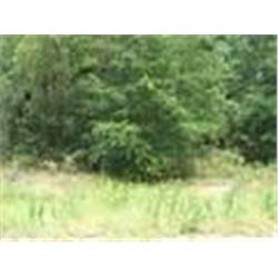 7 LOTS IN INTERLACHEN