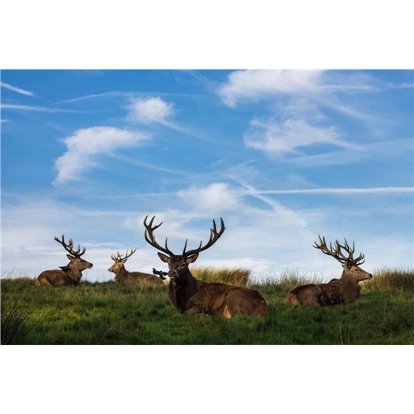 ARGENTINA BIG GAME HUNT