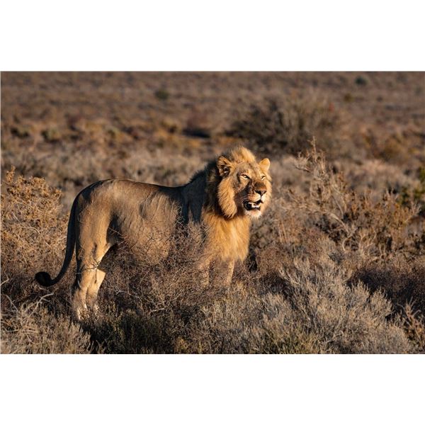 SOUTH AFRICA PLAINS GAME HUNT