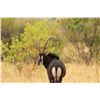 Image 20 : SOUTH AFRICA PLAINS GAME HUNT