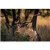 Image 4 : SOUTH AFRICA PLAINS GAME HUNT