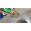 Image 2 : PAIR OF SHOVELS