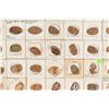 Image 2 : World's Fair / Expositions Elongated Coin Hoard (185+)) [186955]