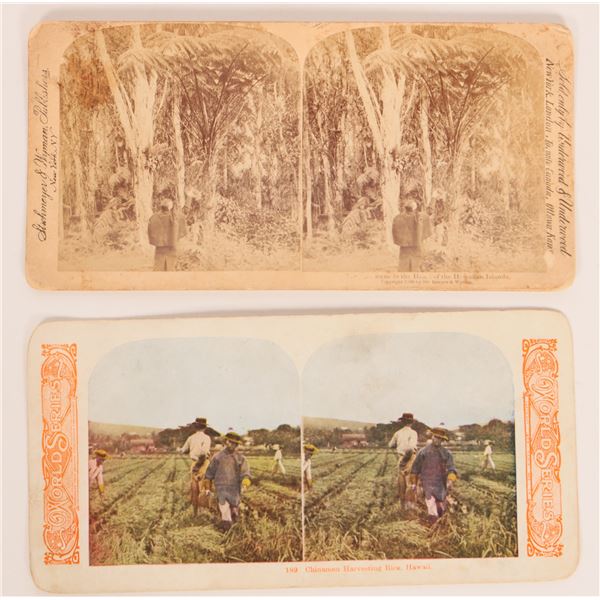 Hawaii Stereoviews (Chinamen)  (2 photos) [180706]