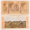 Image 1 : Hawaii Stereoviews (Chinamen)  (2 photos) [180706]