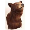 Image 2 : Black Bear Head Mount Vintage [183670]