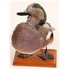 Image 2 : Taxidermy Art: Blue Billed/Musk Duck [184002]
