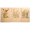 Image 2 : Postcards - Flora's Feast W. Crane Early 1900s (7) [186499]