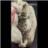 Image 9 : Mid-Late 19th Century Outstanding Austrian Porcelain Boar Figurine