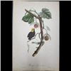 Image 14 : Lot Of 4 Very Old Antique French Etchings & Colored Prints Of Birds
