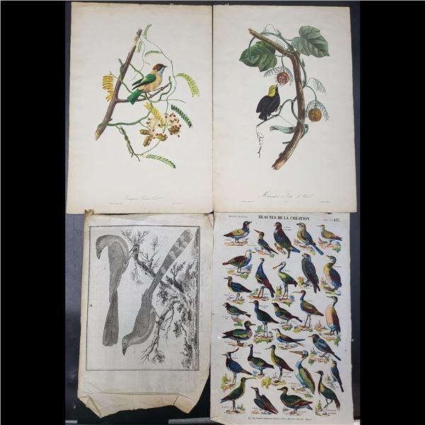 Lot Of 4 Very Old Antique French Etchings & Colored Prints Of Birds